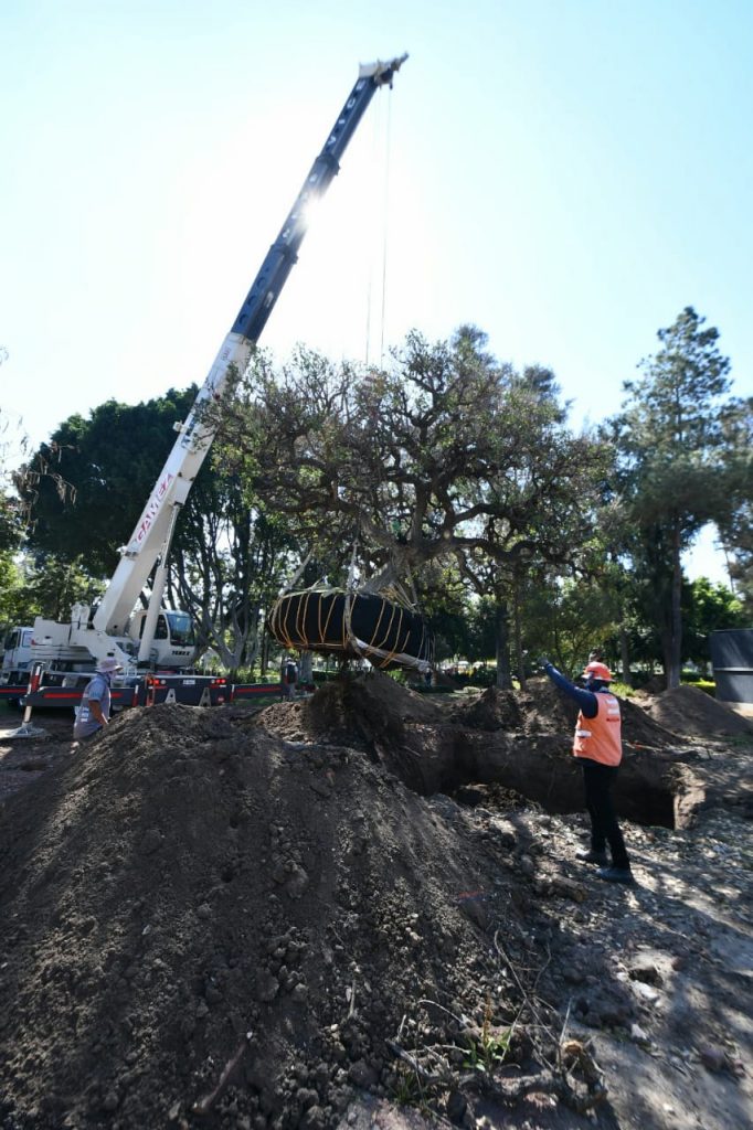 Supervisan correcto trasplante de árboles en Parque Irekua