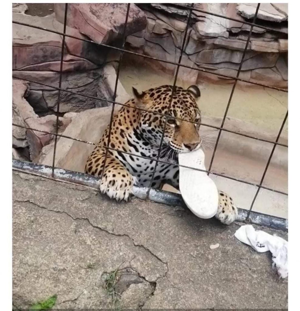 Muerde jaguar a menor en el zoo León